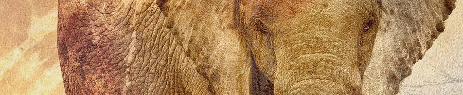 Elephant posters & Art Prints