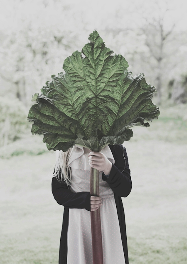 The rhubarb