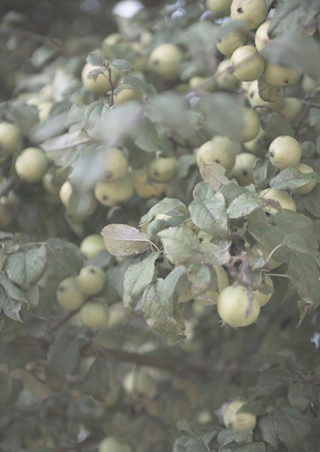 an apple a day