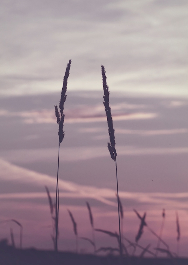 Summer night