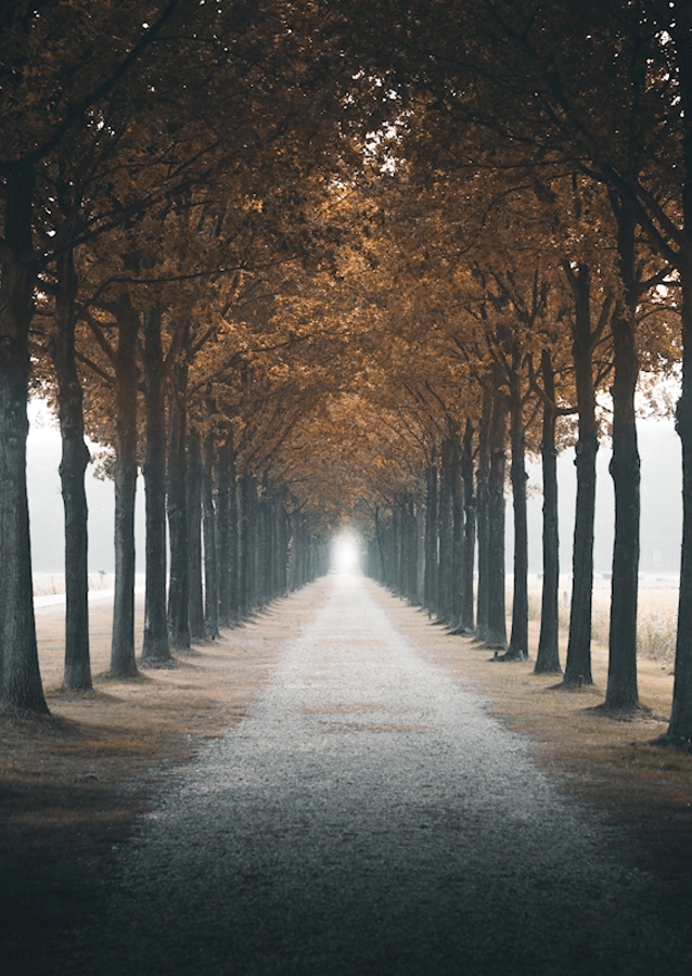 Autumn alley