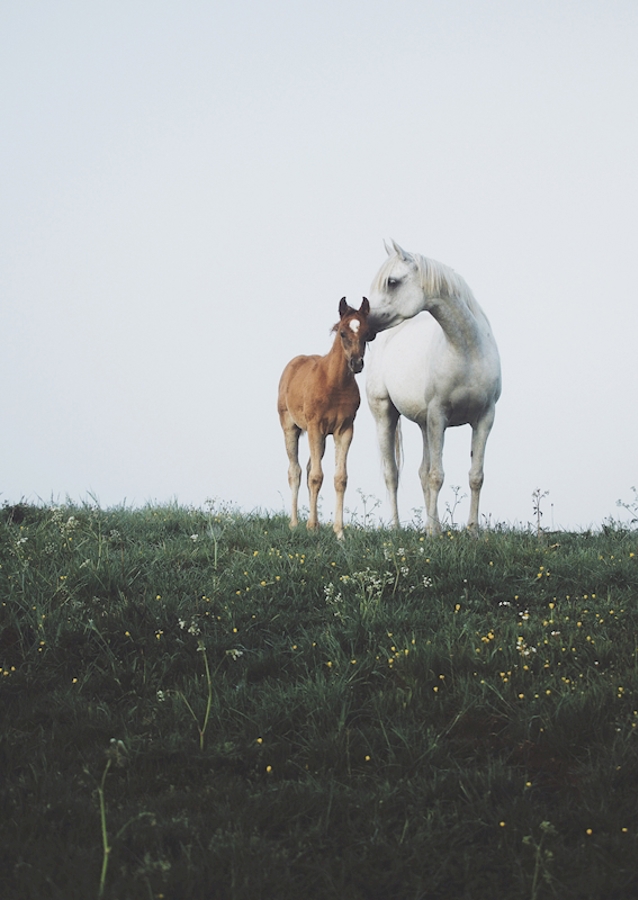 A Mother's Love