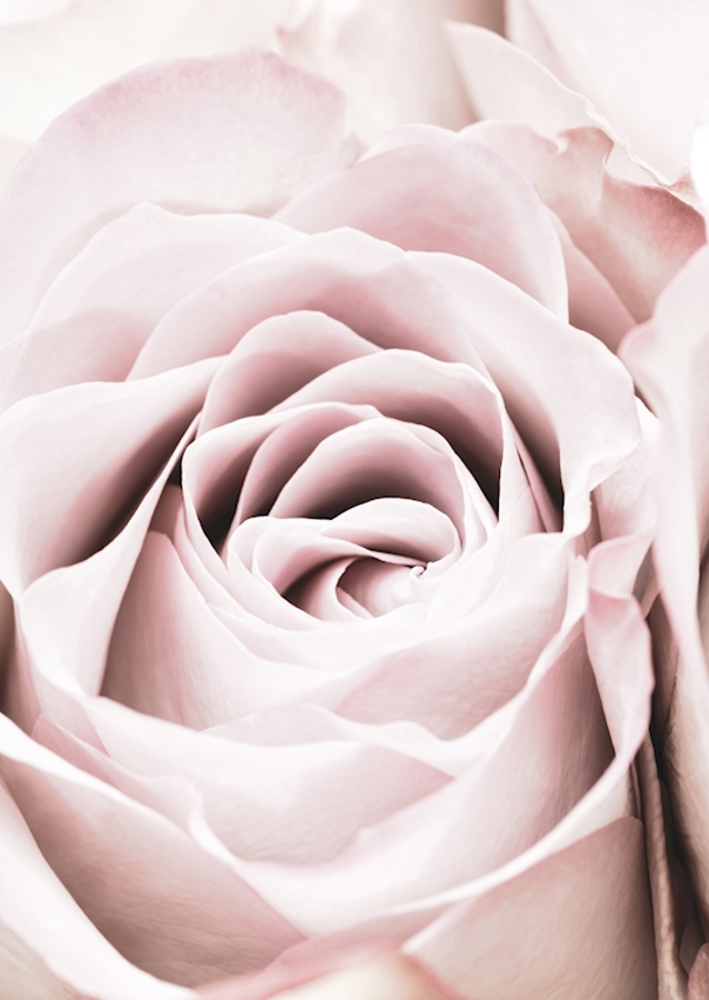Pink Rose 6