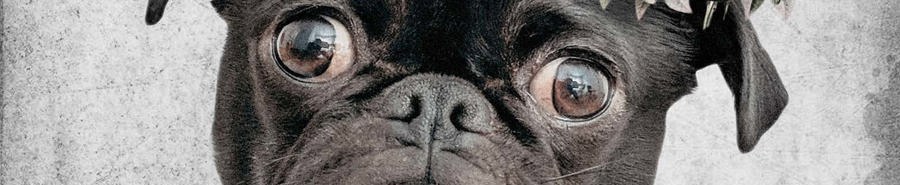 Hund & katt – posters & Art Prints
